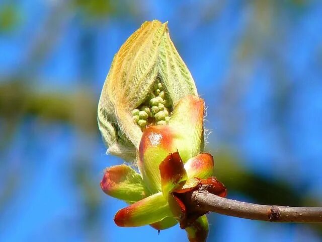 Почки фото листья Bud Chestnut - Free photo on Pixabay Chestnut bud, Flower essences, Bach flower 