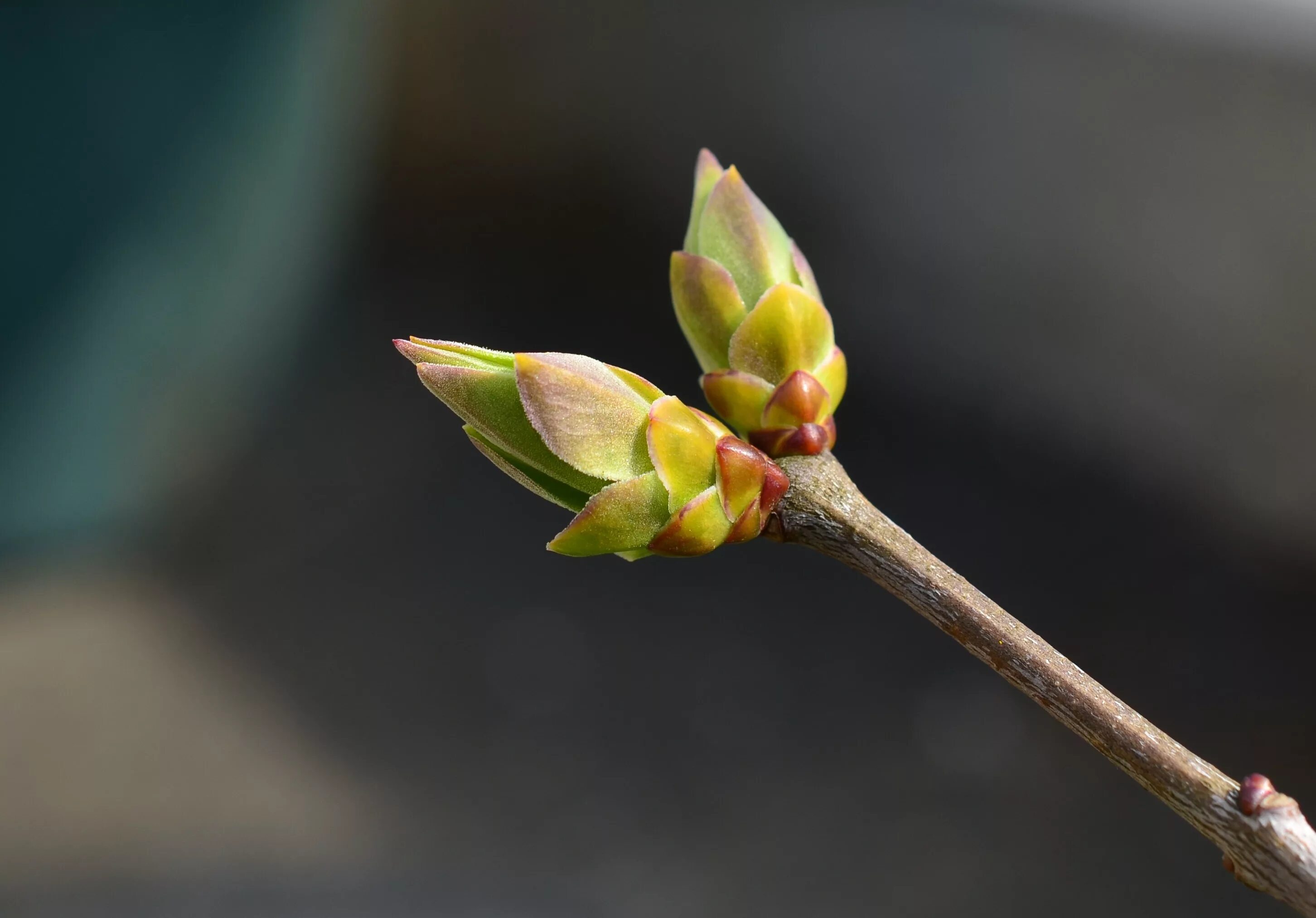 Почки фото листья Free Images : tree, nature, branch, blossom, leaf, flower, petal, spring, green,