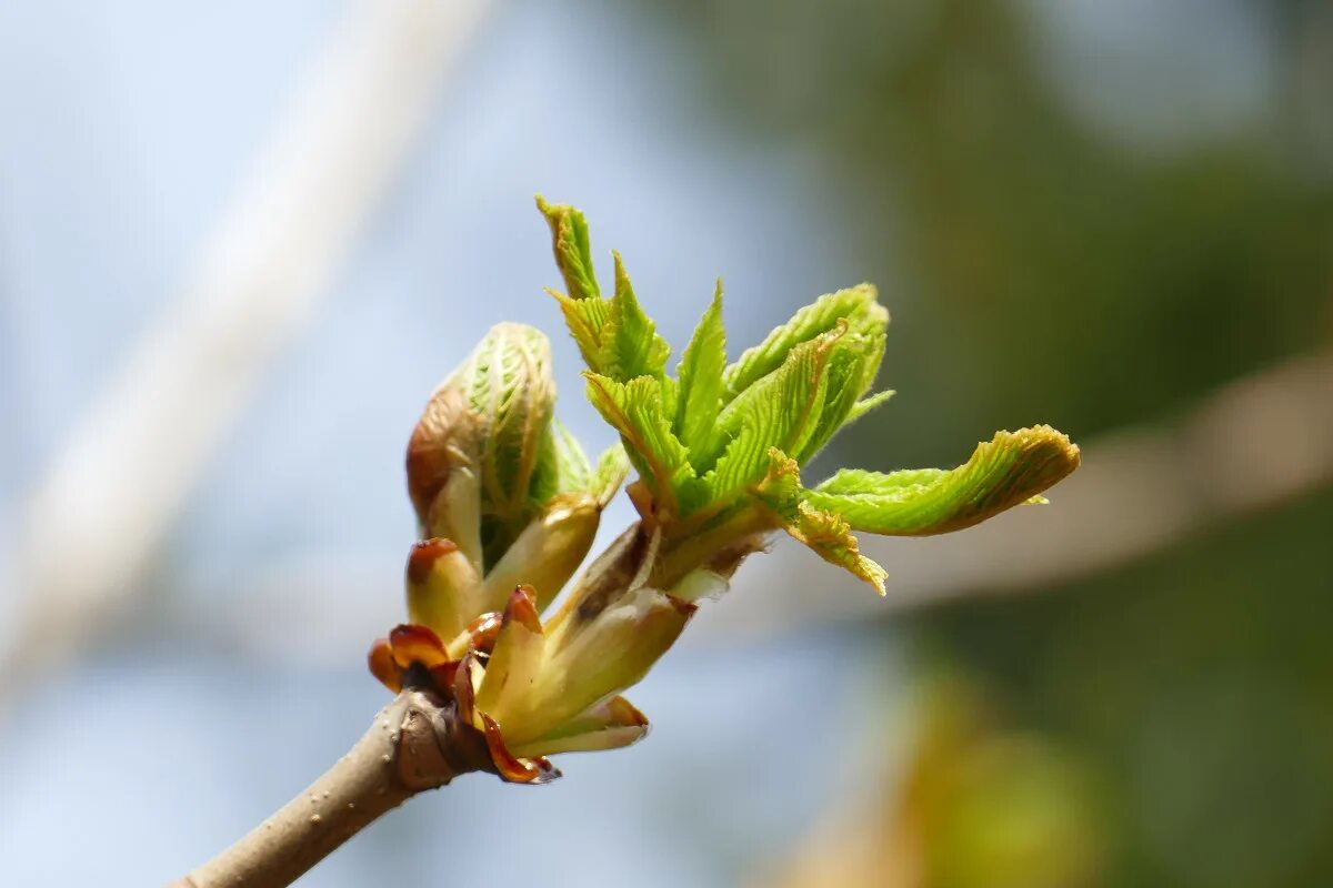 Почки фото листья Free Images : tree, nature, branch, blossom, sunlight, leaf, flower, food, sprin