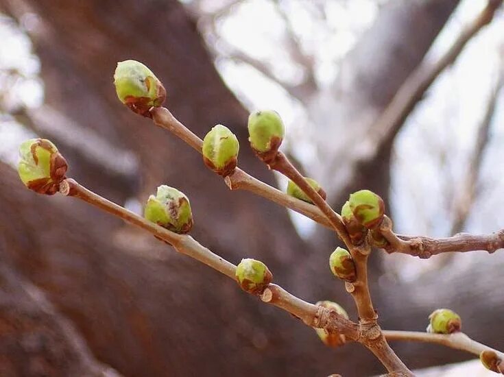 Почки фото листья Еда из дикорастущих растений on Instagram: "Подходящие почки деревьев и их испол