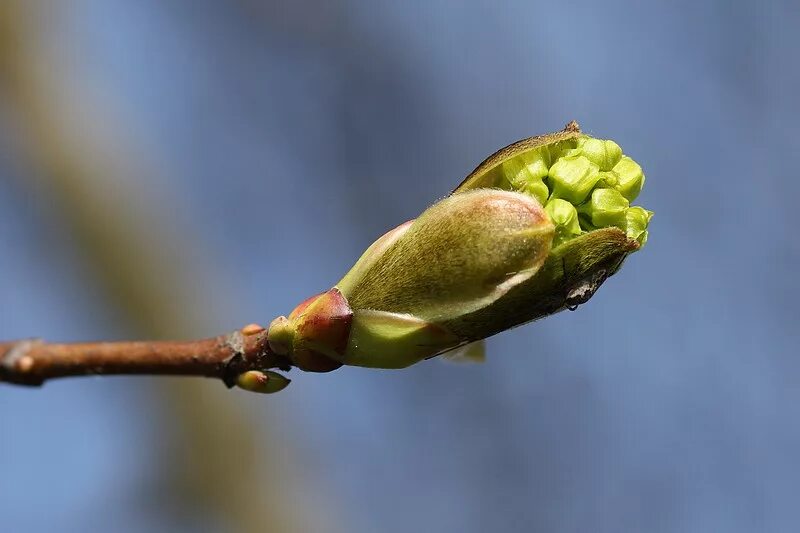 Почки фото листья Acer platanoides - Image of an specimen - Plantarium