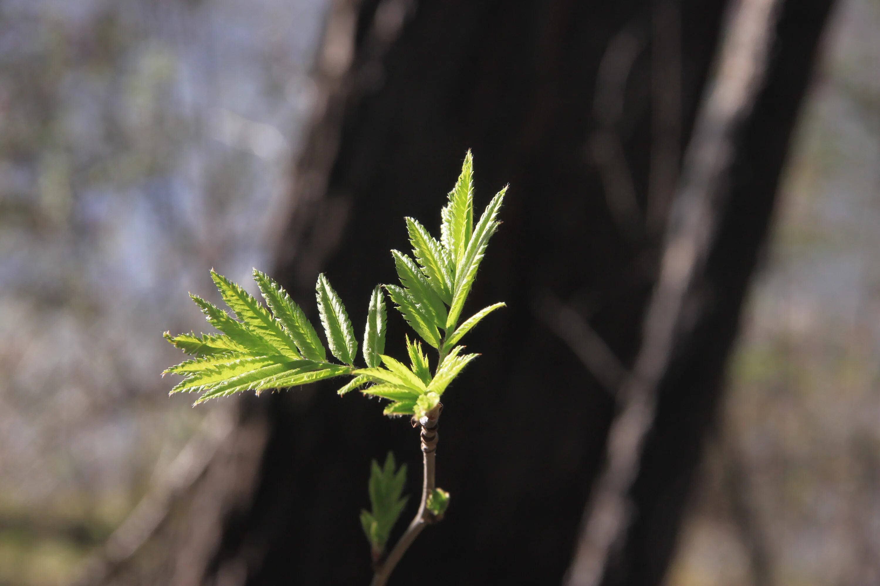 Почки фото листья Free Images : tree, nature, forest, grass, branch, sunlight, leaf, flower, sprin