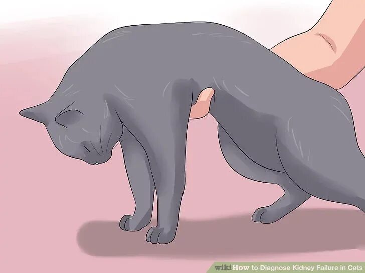 Почки кошки фото How to Diagnose Kidney Failure in Cats (with Pictures) - wikiHow