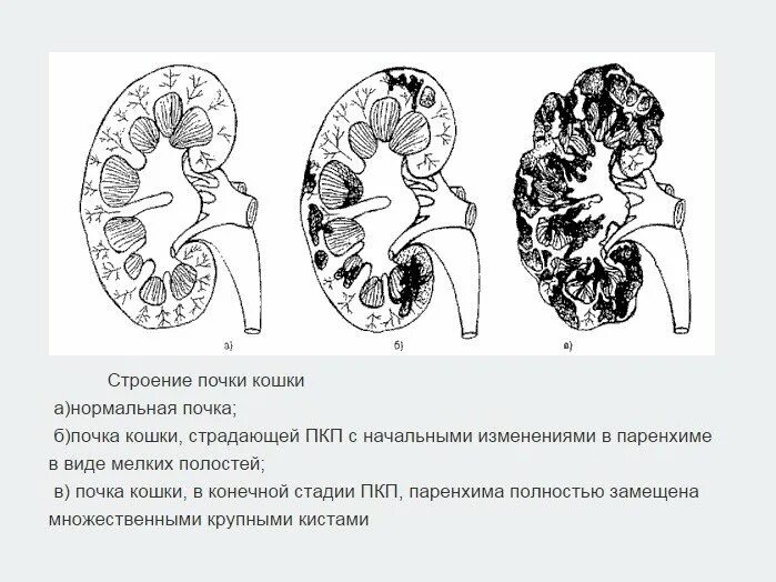 Почки кошки фото Картинки 4 СТАДИЯ ПОЧЕЧНОЙ НЕДОСТАТОЧНОСТИ У КОШЕК