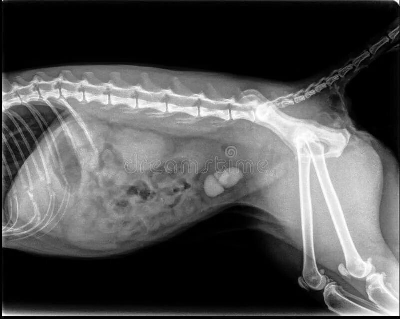 Почки кошки фото X-ray of Bladder Stones in a Cat Stock Image - Image of scan, anatomical: 300505