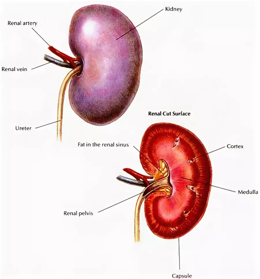 Почки кошки фото Renal (kidney) disorder in dogs and cats