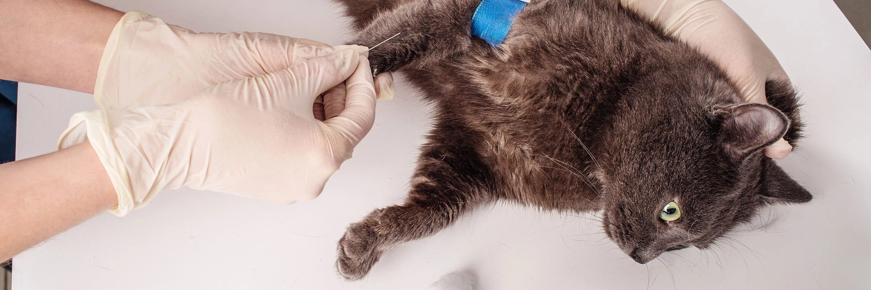 Почки кошки фото The Importance of Blood Tests for Pets - Greencross Vets