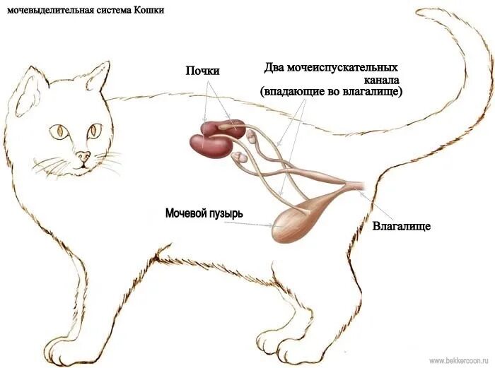 Почки кошки фото БОЛЕЗНИ ПОЧЕК У СОБАК И КОШЕК Почки являются основным органом в выделительной си