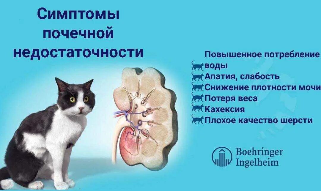 Почки кошки фото Симптомы заболевания кота: найдено 89 изображений