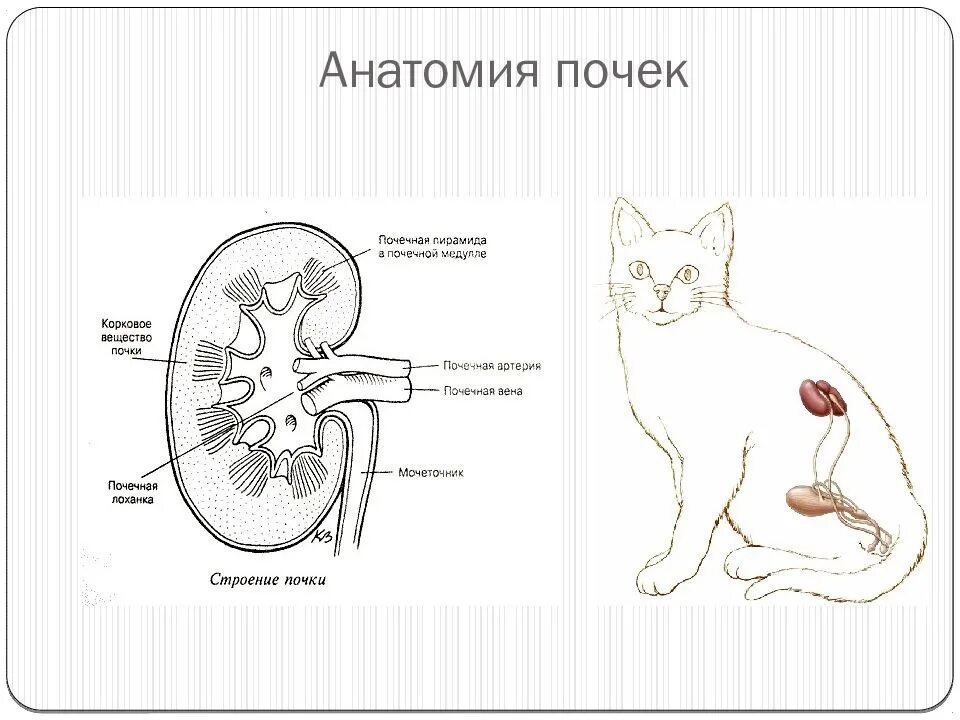 Почки кошки фото Типы почечных заболеваний Заболевание почек обычно можно классифицировать как ос