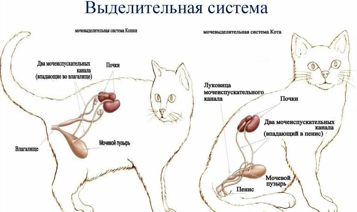 Почки кошки фото Хроническая болезнь почек у кошек: стадии и продолжительность жизни. Anna Kot Дз