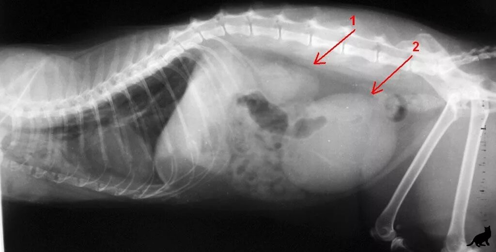 Почки кота фото Почечная недостаточность у кошек и котов - лечение в Москве, цена на услуги вете