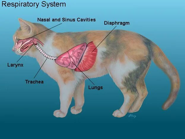 Почки кота фото Glendale Animal Hospital - Veterinarian in Glendale, AZ USA :: Cat Anatomy Glend