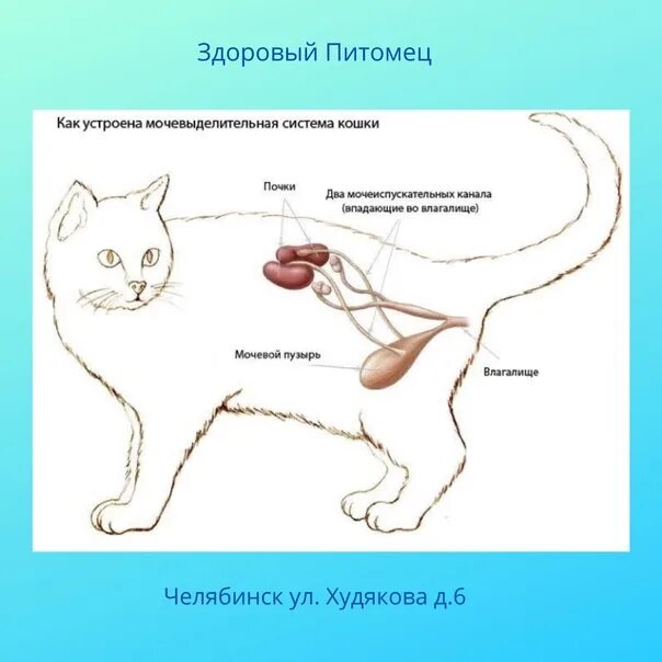 Почки кота фото Картинки ЧТО ТАКОЕ БИЛИАРНАЯ СИСТЕМА У КОШКИ