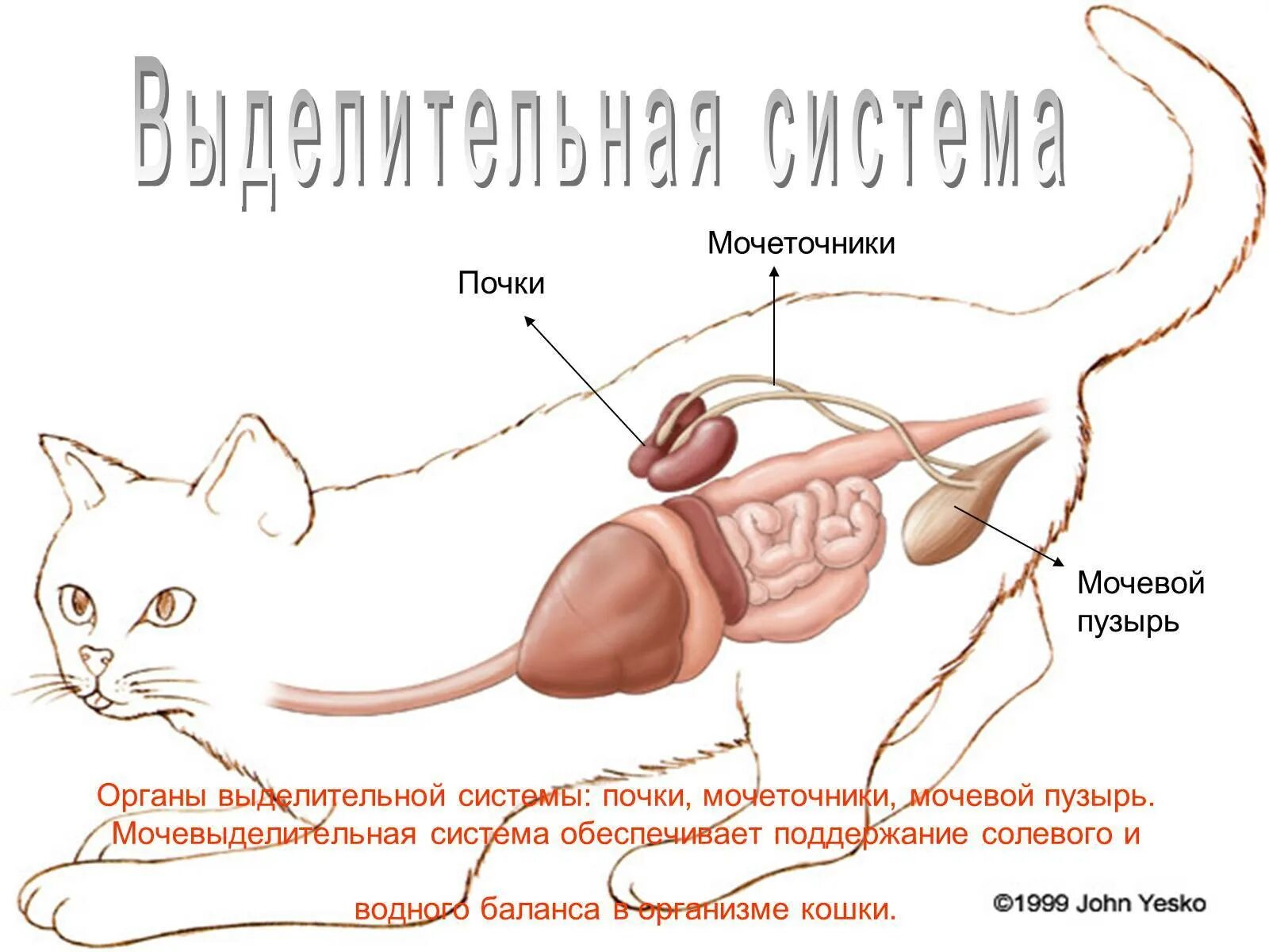 Почки кота фото У каких животных отсутствует мочевой пузырь: найдено 86 изображений