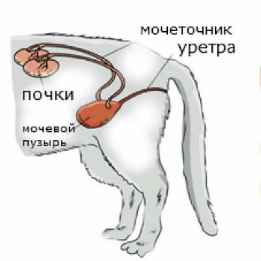 Почки кота фото Где у собаки почки: найдено 89 изображений