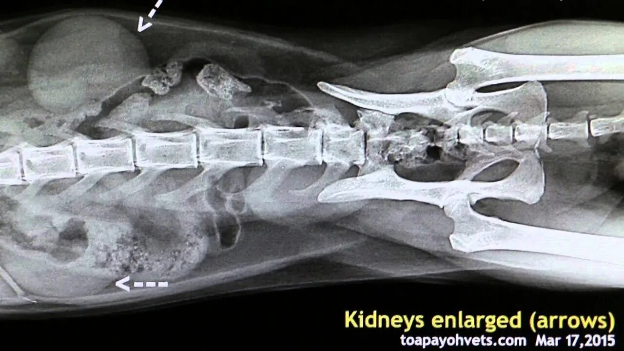 Почки кота фото The cat has much enlarged kidneys - Pt 3 - YouTube