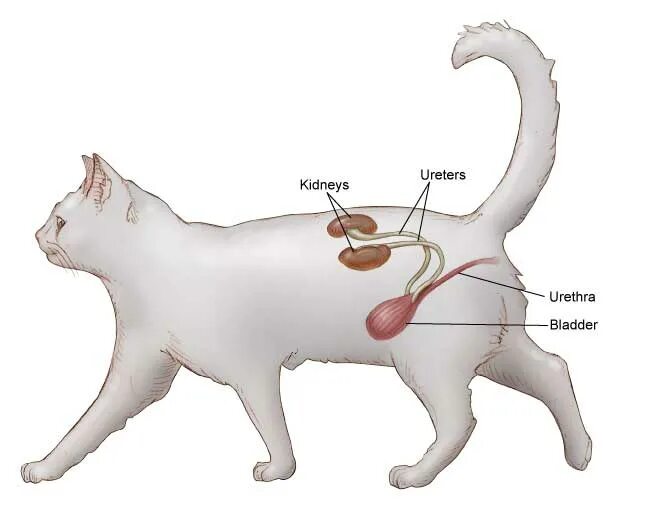 Почки кота фото The Reasons & Problems of Low Water Intake in Cats