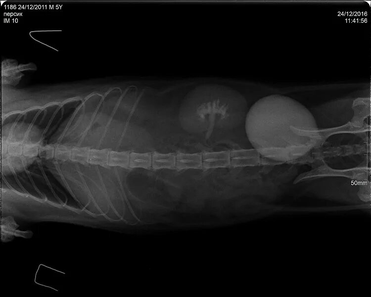 Почки кота фото У кота почечная недостаточность - 21 декабря 2016 - Форум Зоовет