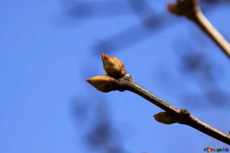 Почки на деревьях фото для детей The buds on branch free image - № 1431