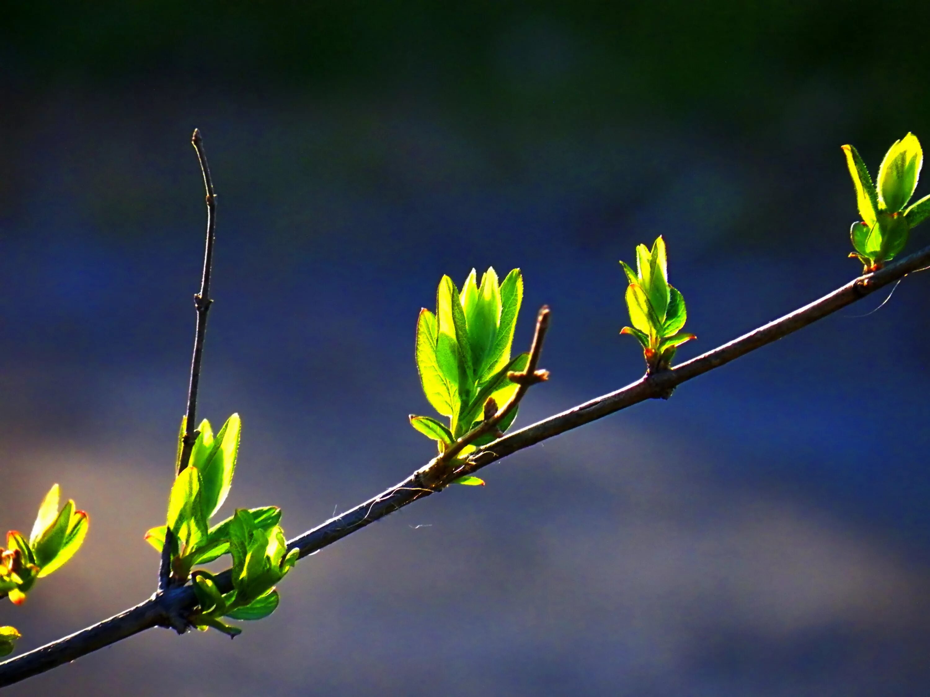 Почки на деревьях весной фото Free Images : landscape, tree, nature, grass, branch, blossom, sunlight, leaf, f