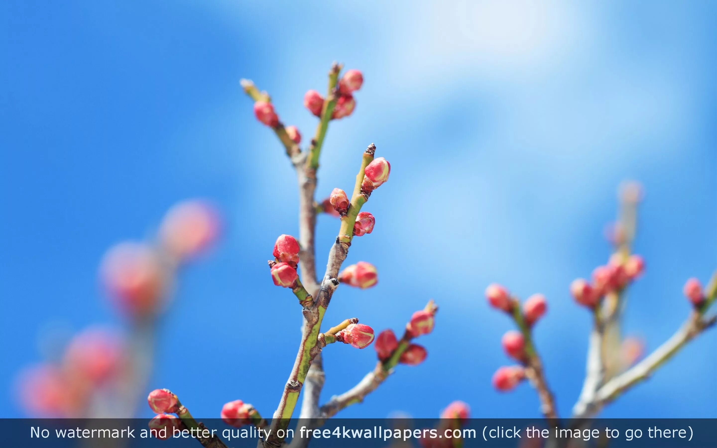 Почки на деревьях весной фото Flower Buds 5K HD wallpaper