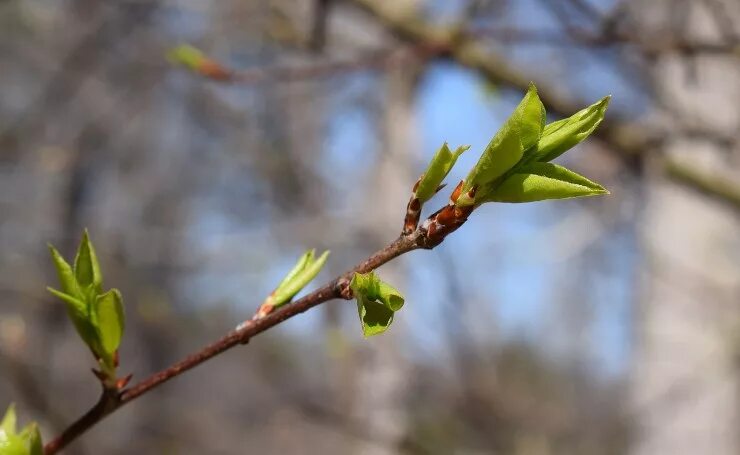 Can trees selectively defend against deer? Purdue Extension Forestry & Natural R