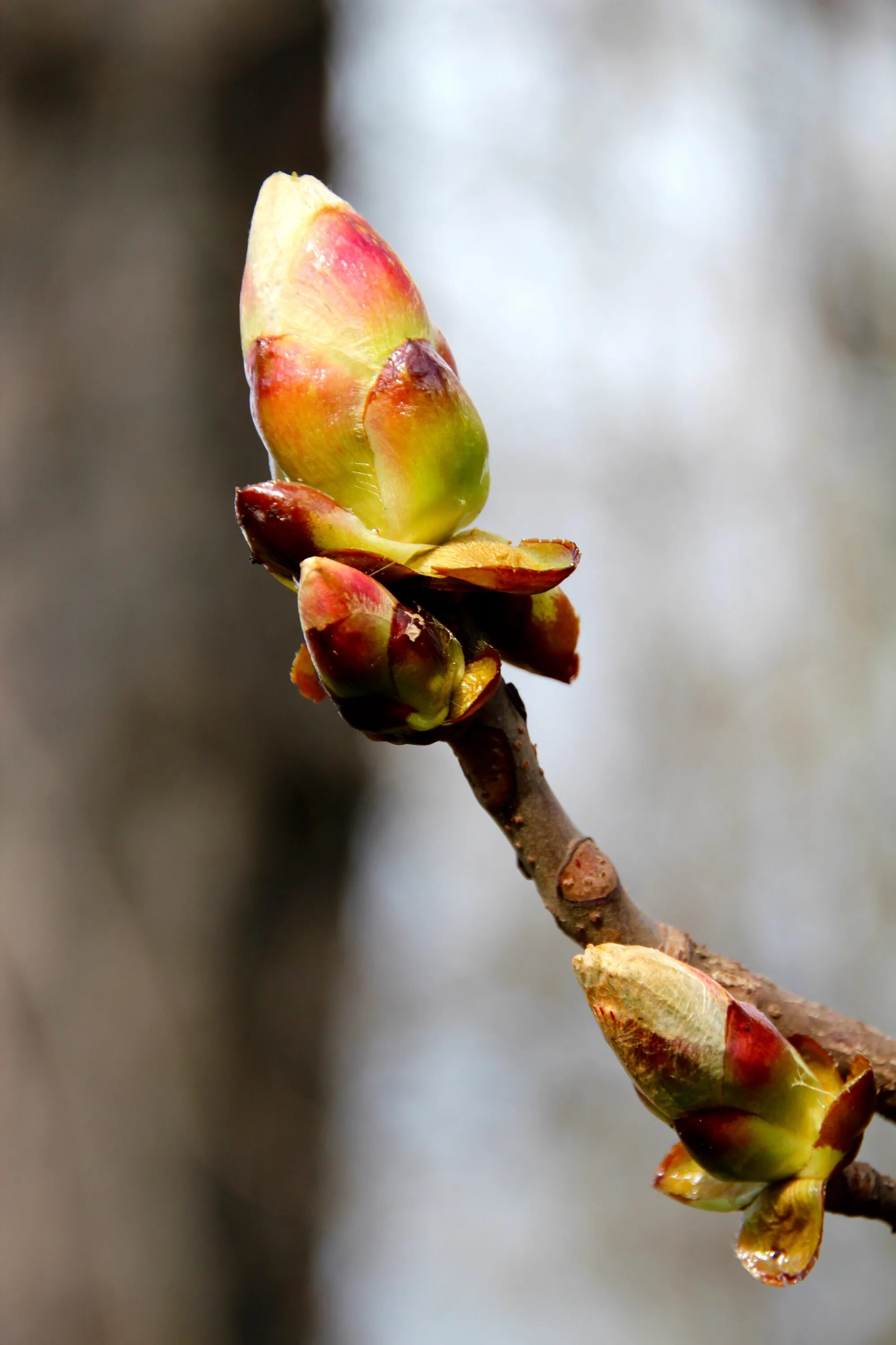 Почки на деревьях весной фото Free Images : tree, nature, branch, blossom, fruit, leaf, flower, food, spring, 