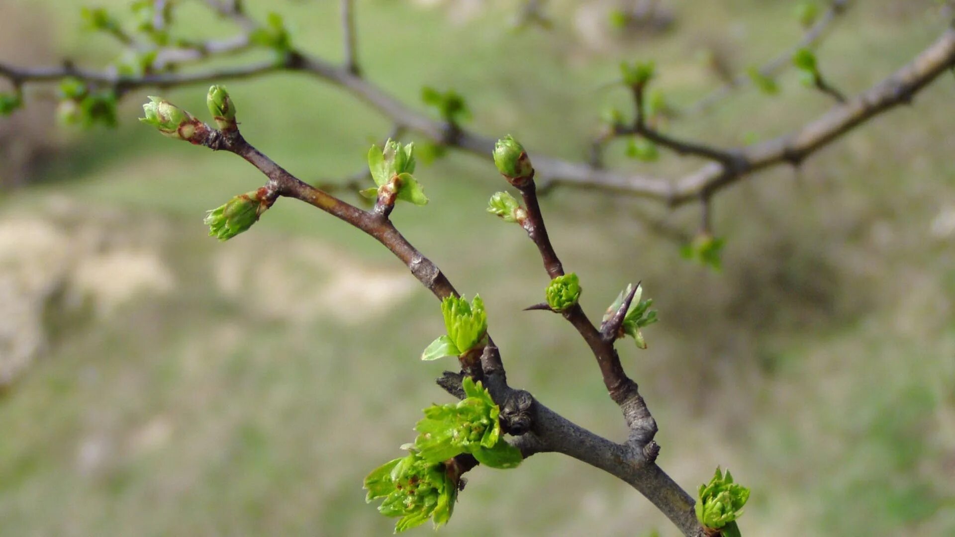 Почки на деревьях весной фото Download wallpaper 1920x1080 spring, branch, kidneys, leaves, green hd backgroun