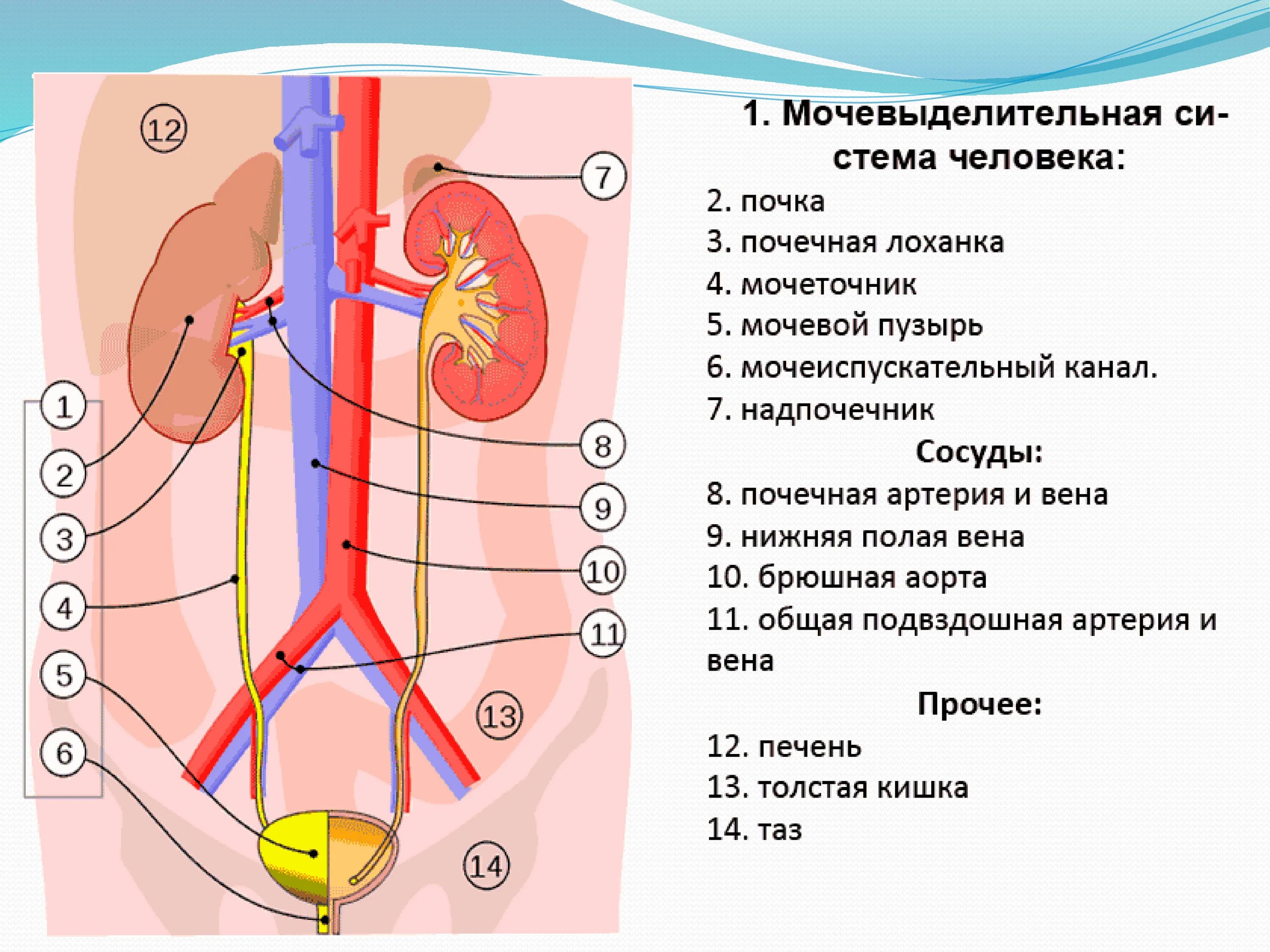 Почки схема расположения Последовательность выделительной системы человека