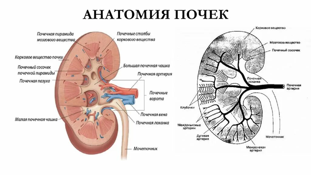 Почки схема расположения Структура почечной лоханки