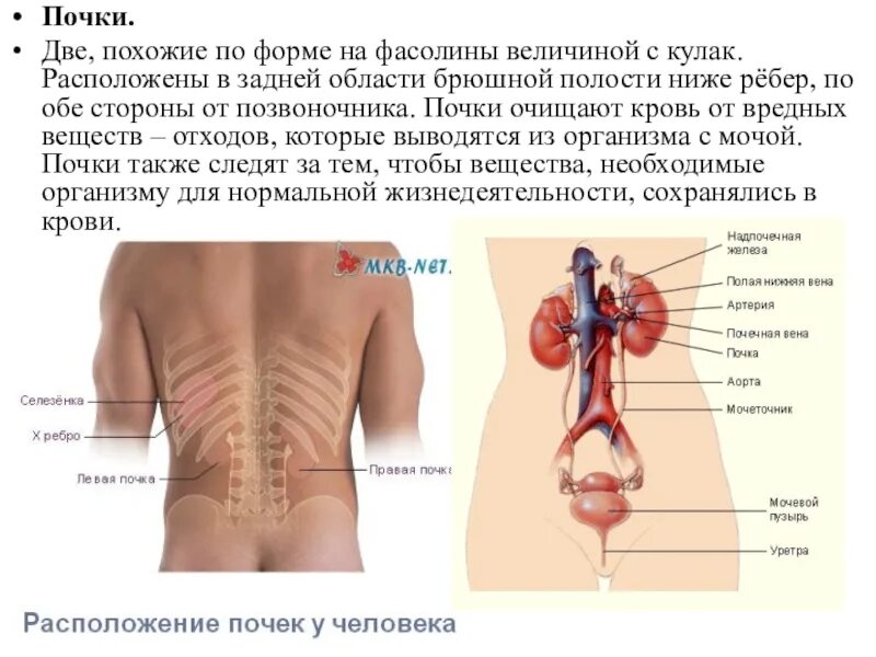 Почки схема расположения В каком месте болят почки фото