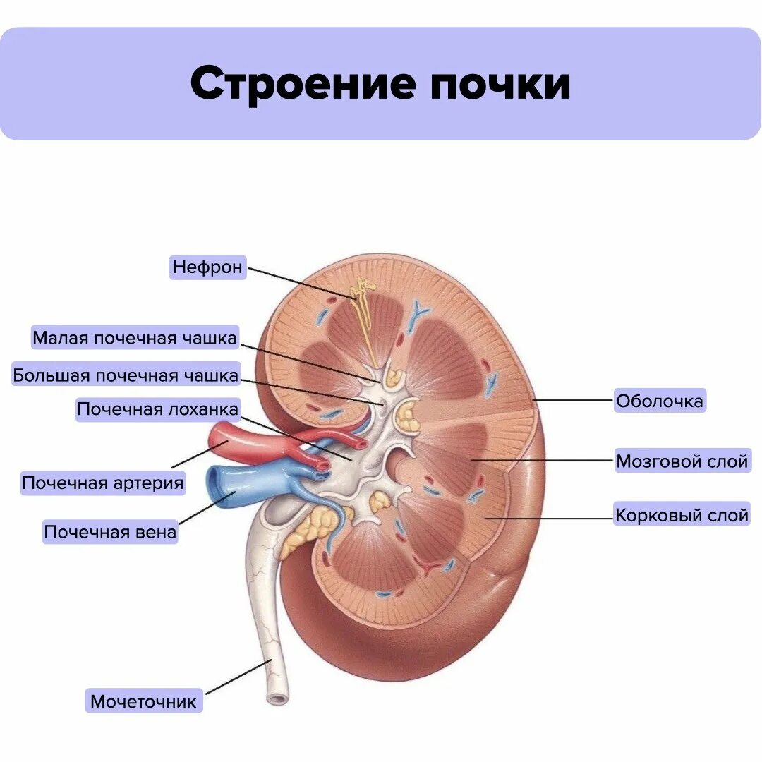 Почки схема расположения Два вещества почки: найдено 76 изображений