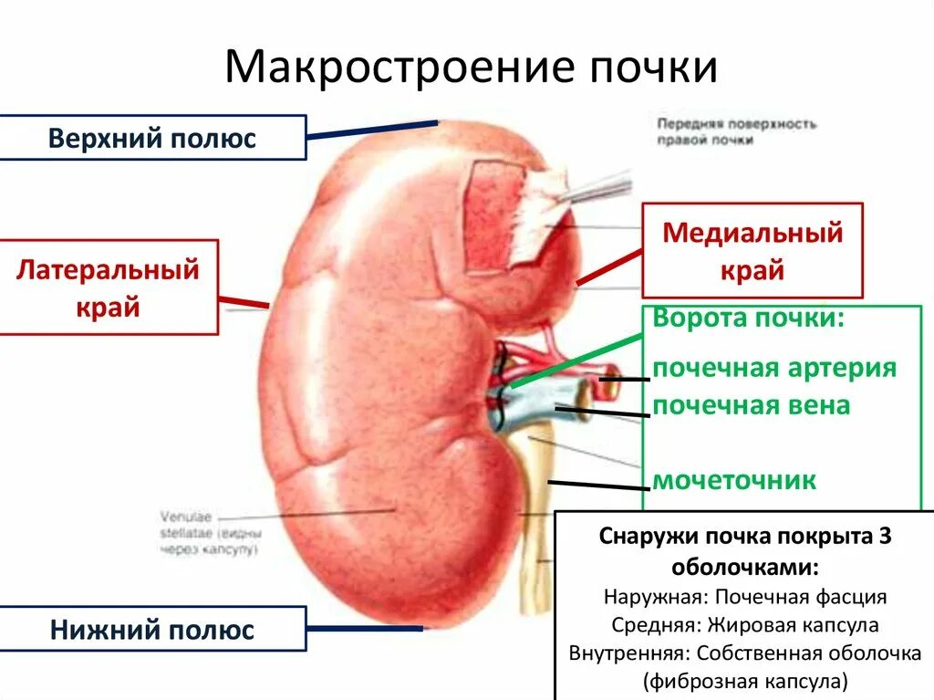 Почки схема расположения Образование нижнего полюса почки: найдено 71 изображений