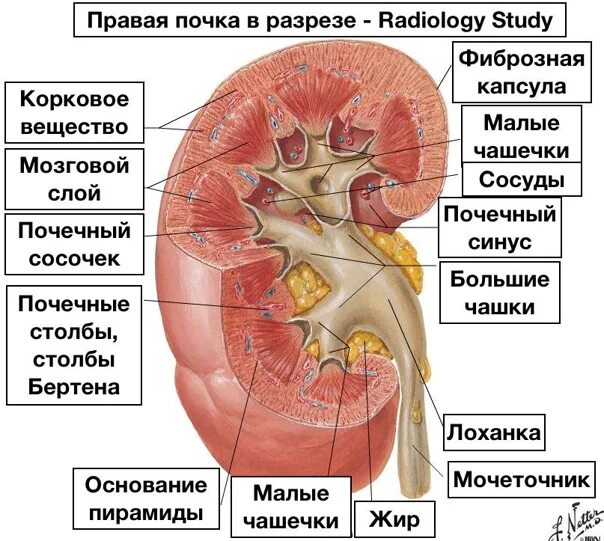 Почки схема расположения Kidney anatomy http://24radiology.ru/anatomiya/anatomiya-pochek/ The kidneys are