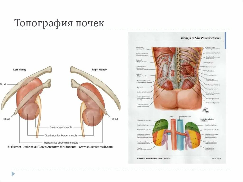 Почки схема расположения Мочеполовой аппарат - презентация онлайн