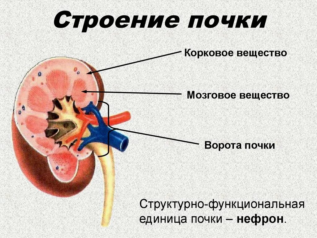 Почки схема расположения На каком рисунке изображена почка человека: найдено 76 изображений