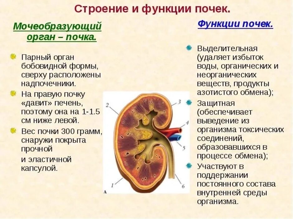 Почки схема расположения Каковы особенности строения почек