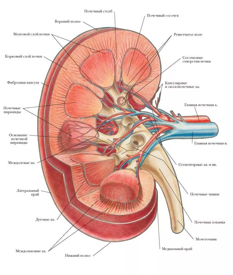Почки схема расположения ПРАВАЯ ПОЧКА - МОЧЕПОЛОВАЯ СИСТЕМА - БОЛЬШОЙ АТЛАС АНАТОМИИ ЧЕЛОВЕКА - 2013