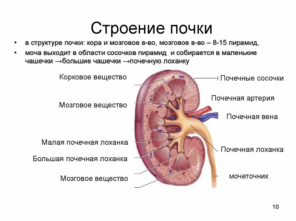 Почки схема расположения Картинки ВИД ПОЧКИ ЧЕЛОВЕКА