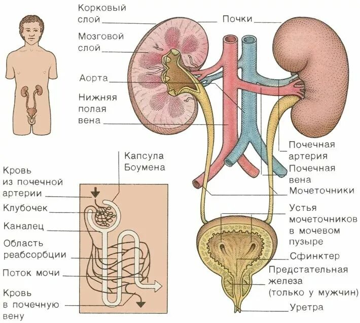 Почки схема расположения Pin on Анатомия Medical anatomy, Medical studies, Biology