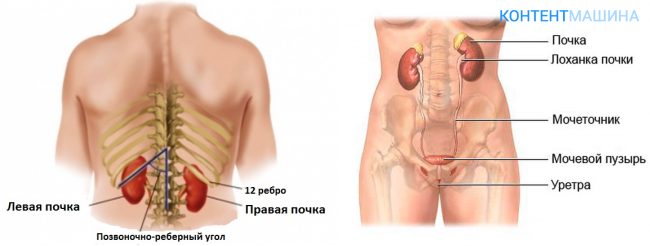 Почки схема расположения Органы слева со спины