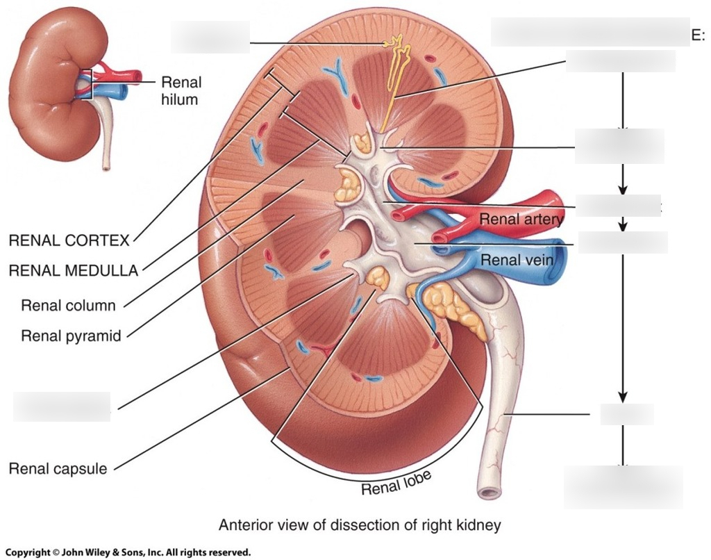 Почки схема расположения Urinary System - Path of Urine Diagram Quizlet