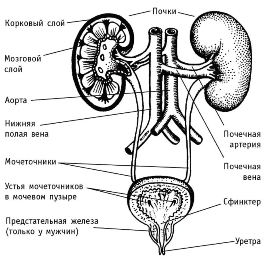 Почки схема расположения Схема мочеточника у мужчин