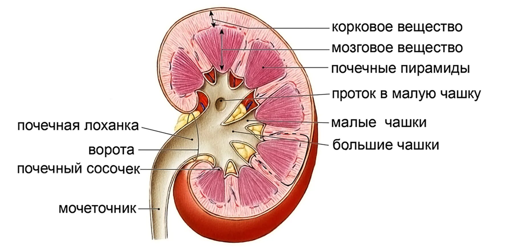 Почки схема расположения Почечные что делать