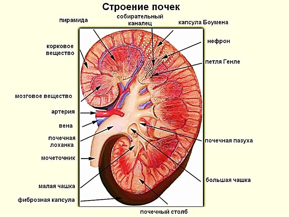 Почки схема расположения Структурные почки