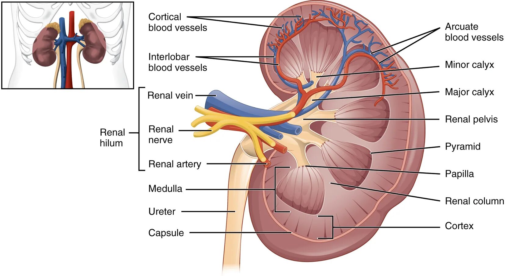 Почки схема расположения Unit 10: The Urinary System - Douglas College Human Anatomy & Physiology II (4th