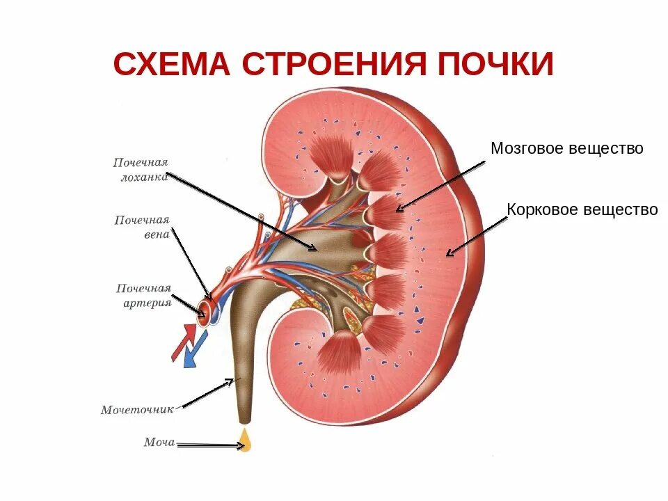 Почки схема расположения Изобретение биоинженеров станет прорывом в лечении болезней почек Ньюсайру Дзен