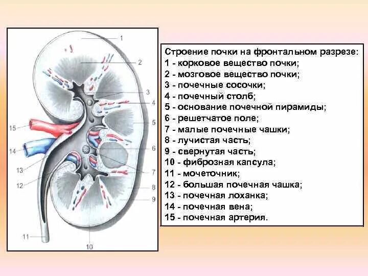 Почки схема расположения Картинки ВЕЩЕСТВО ПОЧКИ СОСТОЯЩЕЕ ИЗ ПОЧЕЧНЫХ ПИРАМИД