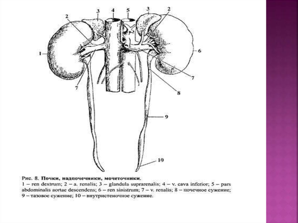 Почки схема расположения Отверстие мочеточника